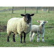 Для молодняка овец ТМ“Feed&Life“ фото