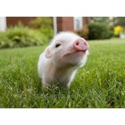 Комбикорм и белково-витаминные добавки (БВД) для свиней фото