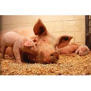 Комбикорм для свиней СТАРТ от 12 до 35 кг, комбикорм для свиней 100%, купить комбикорм, сырой протеин 19,02% фото