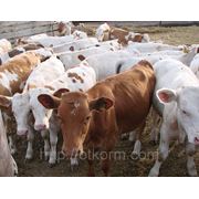 Комбикорм для телят 20 до 30 дней, кормление молодняка крупного рогатого скота, Доставка по Украине фото