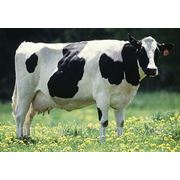 Комбикорм для высокоудойных коров гранулированные комбикорма для КРС, Доставка по Украине фотография