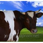 Концентраты для коров, КРС BEST MIX фото