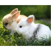 Для крольчат при отъеме и лактирующих крольчих фотография
