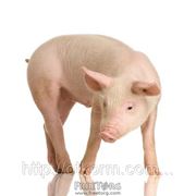 Комбикорм для свиней ГРОУЕР от 35 до 65 кг, для свиней 100%, купить комбикорм, сырой протеин 17,55% фото