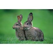 Для откорма кролей (травяная мука 15%) от 2 до 4 месяцев фото