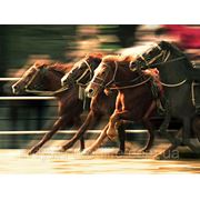 Для тренируемых и спортивных лошадей ТМ“Feed&Life“ фото