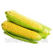 Микроудобрение для кукурузы фото