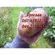Минеральные удобрения для картофеля купить Киев
