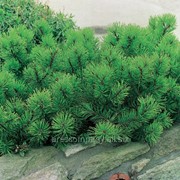 Сосна горная Pinus mugo subsp. mugo 120-140 B+S