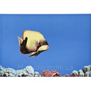 Плитка декор Monocolor Fish 1 275х400 мм АТЕМ фото