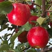 Саженцы яблонь Джонаголд фото