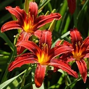Лилейник гибридный (Sammy Russell) фото