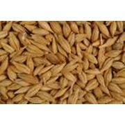 Семена озимой пшеницы ячменя фотография