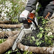 Предлагаем профессиональную обрезку деревьев Харьков