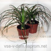 Нолина фото