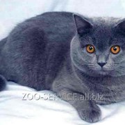 Вязка с британским голубым котом Дымом фото