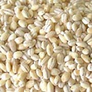 Крупа перловая фото