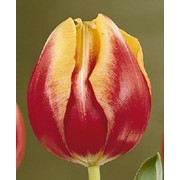 Луковицы тюльпана фото