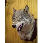 Чучело “Оскал Волка“ фото