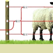 Электропастух для овец фото