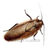 Кормовые тараканы (мраморные) фото