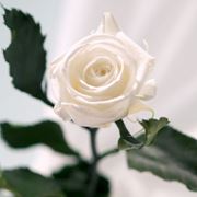Роза натуральная стабилизированная фото