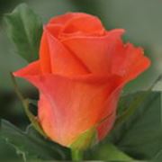 Оптовая продажа цветов (роза) фотография