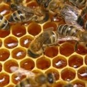 Продажа продукции пчеловодства