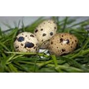 Доставка яиц перепелиных Крым фото