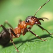 Уничтожение муравьев, Дезинсекция, Дезстанция Надежда и К, ТОО, Муравьи, уничтожение муравьев, борьба с муравьями