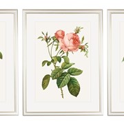 Коллекция постеров "Прованские розы"