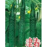 Семена огурца Китайское чудо (Китай) фото