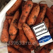 Морковь Абако фотография