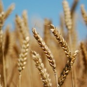 Пшеница Украина