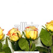 Саженцы роз Донецк фото