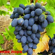 Саженцы винограда Забава (Чёрная Лора) фотография