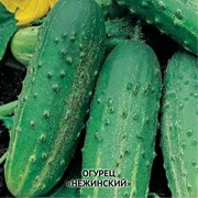Семена огурцов “Нежинский“ фото