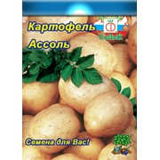 Семена картофеля Ассоль фотография