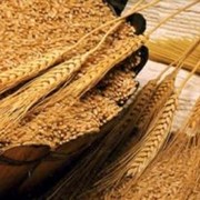 Пшеница с ломким стеблем