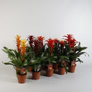 Гусмания микс -- Guzmania mixed фото