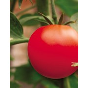 Семена томата Большой Мао крупный, красный