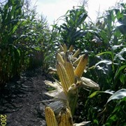 Гибрид кукурузы Сочава фотография