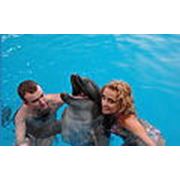 Фотографирование с дельфинами фото