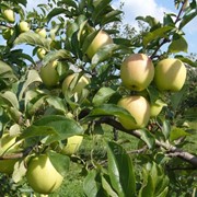 Сорт яблок “Голден Делишес“ фотография