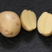 Картофель ранний