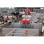 LELY COSMIX кормление коров фото