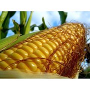 Гибрид кукурузы NS-2012