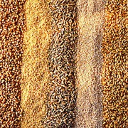 Зерно, зерновые культуры. фотография