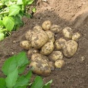 Картофель продовольственный, картофель семенной фотография