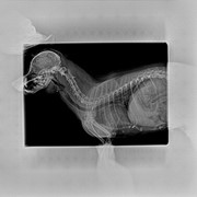 Рентгенография ветеринарная
